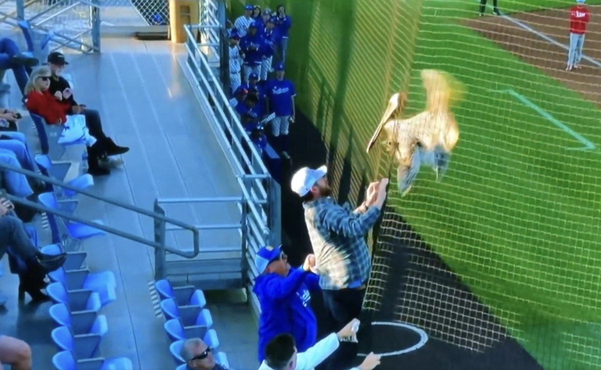 College Baseball Game Delayed Tuesday Night Because Of Pelican