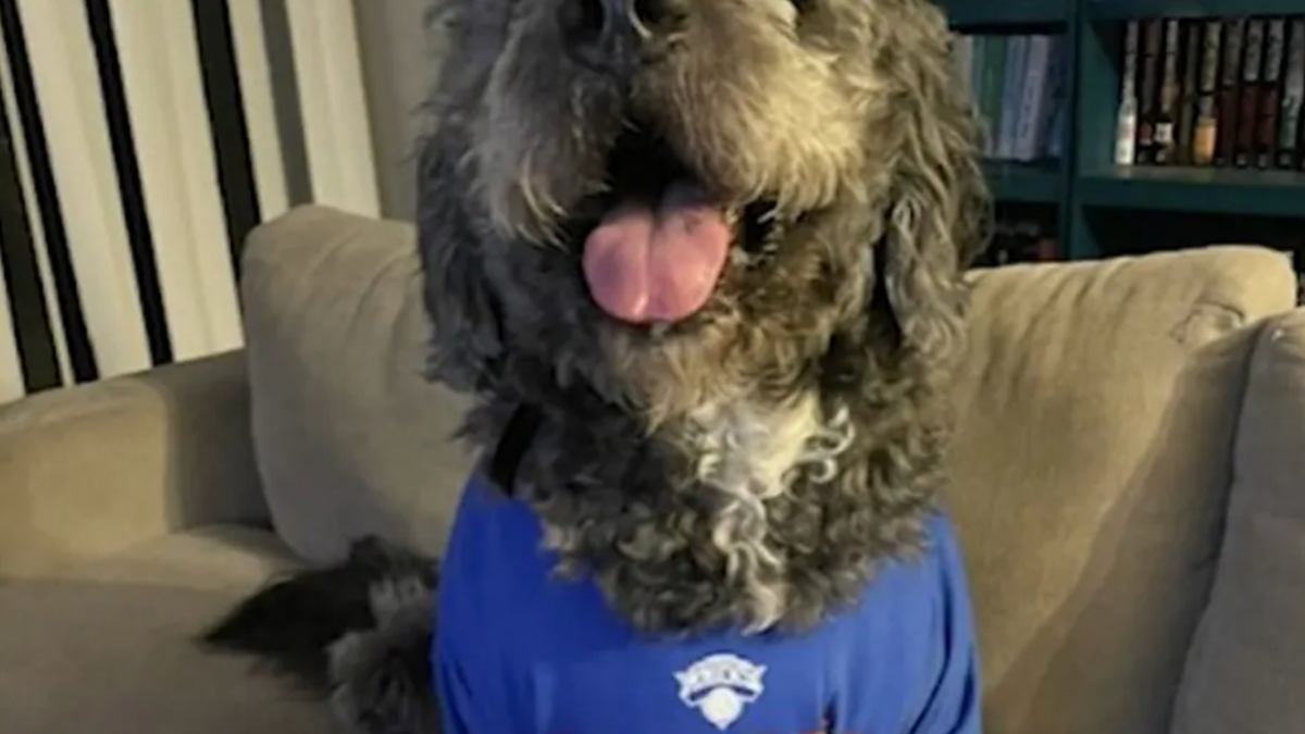 Dog Killed As New York Knicks Fan Celebrates 2026 Championship