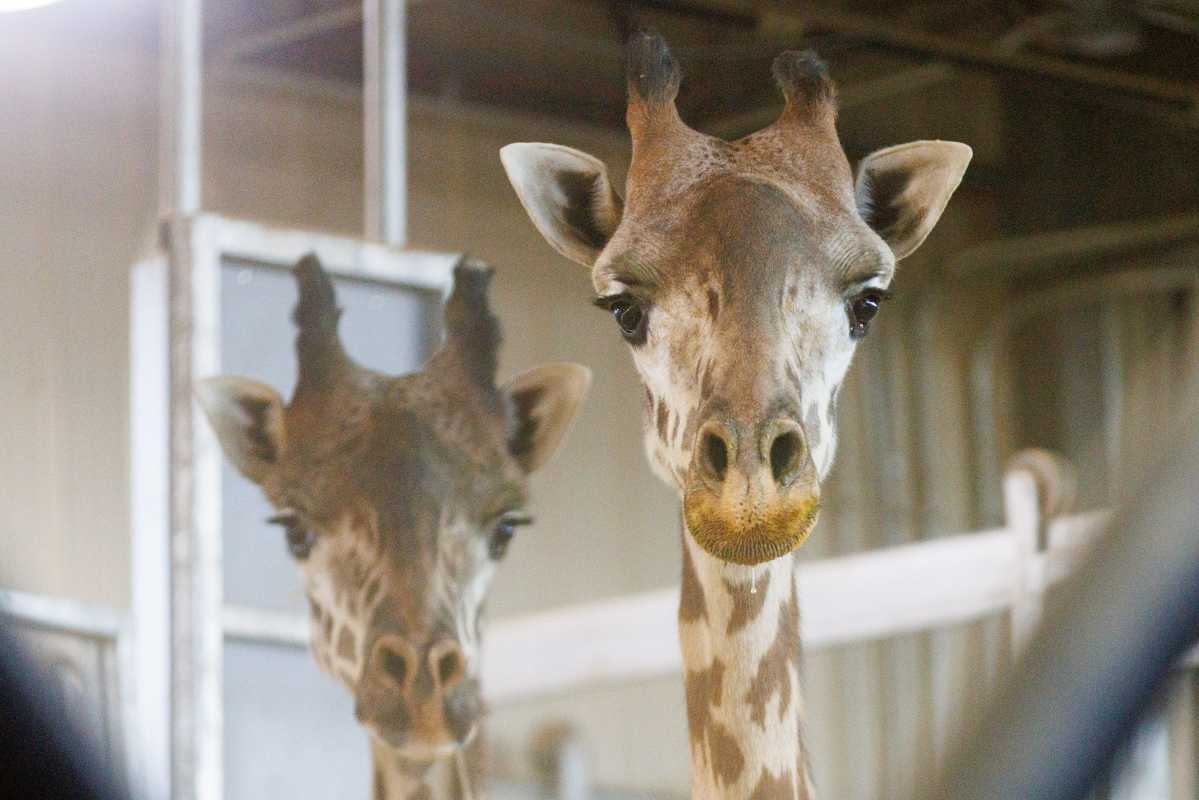 Giraffe Dies At U.S. Zoo After Heartbreaking Accident
