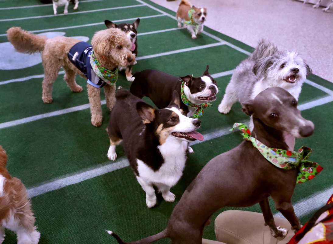 The 2026 Puppy Bowl Delivered Monstrous TV Ratings