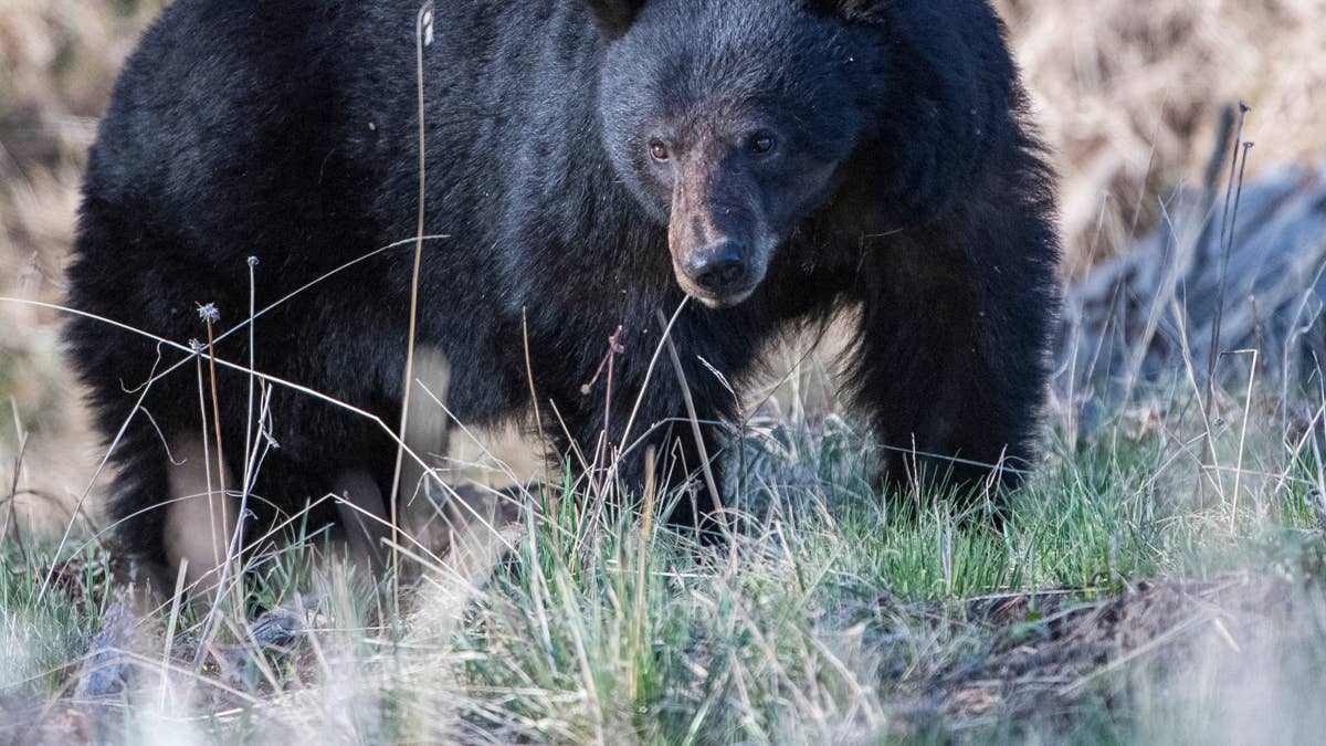 Father of NHL Forward Andrei Kuzmenko Killed By Bear Attack at 62