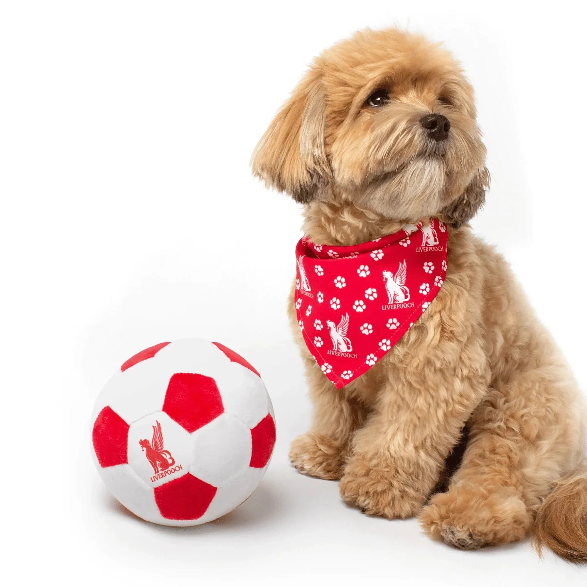Floofball Liverpooch Plush Soccer Ball - Dog Toy 4